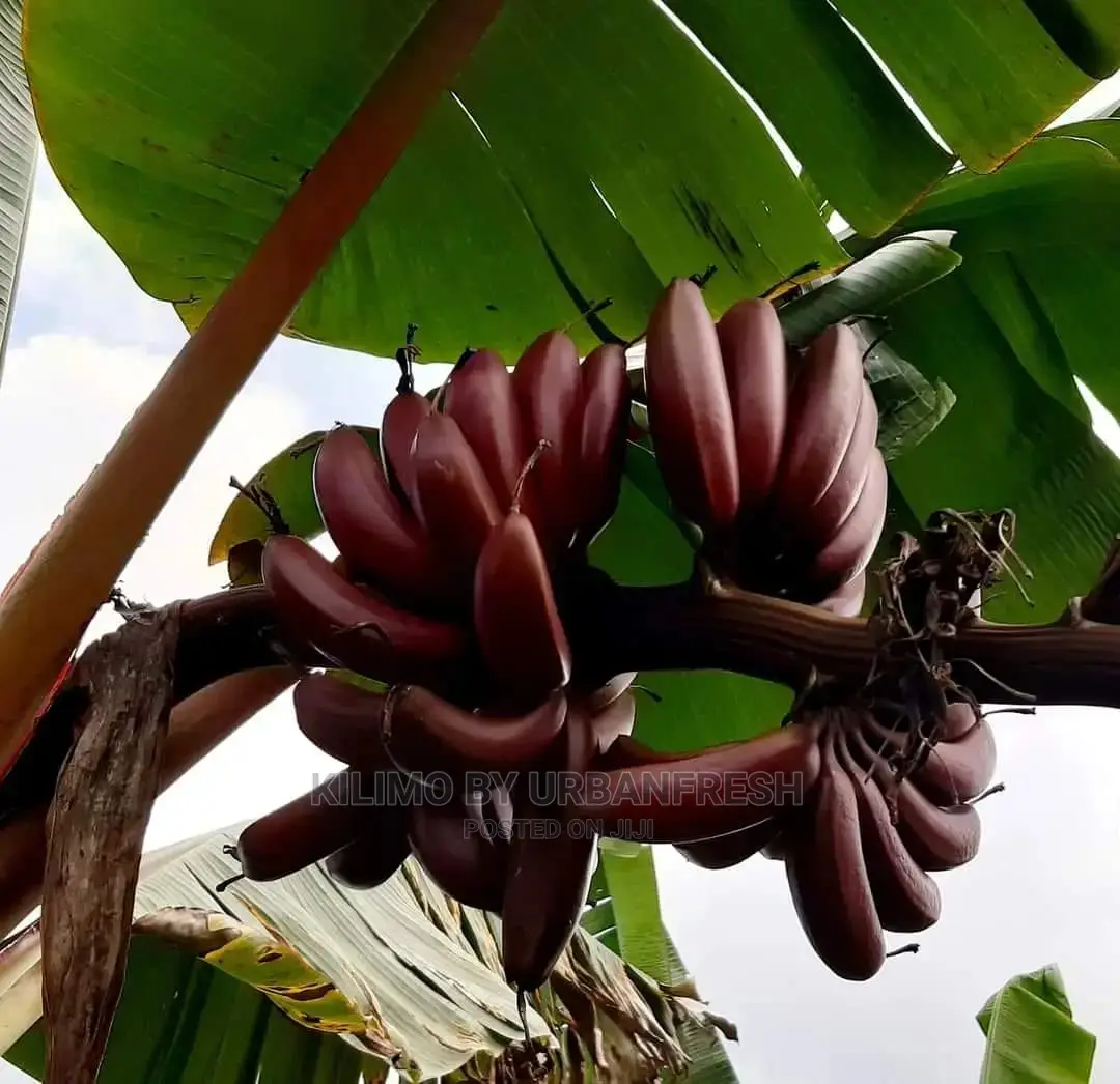 Banana Suckers( Purplish/Red)