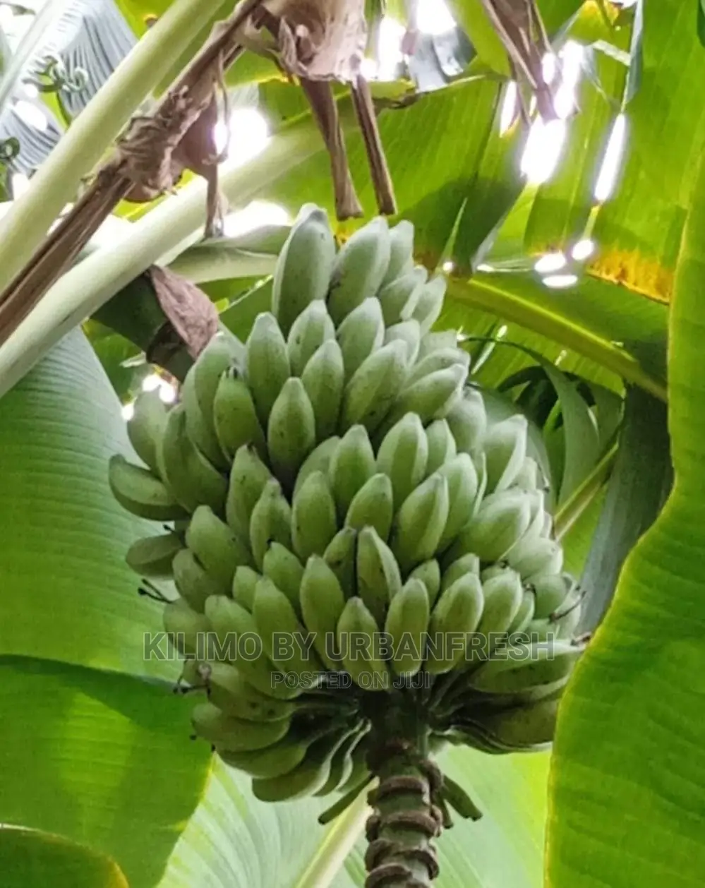 Sweet Banana Suckers