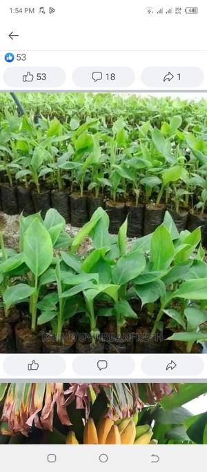 Banana Suckers Moq 5 - thumbnail 2