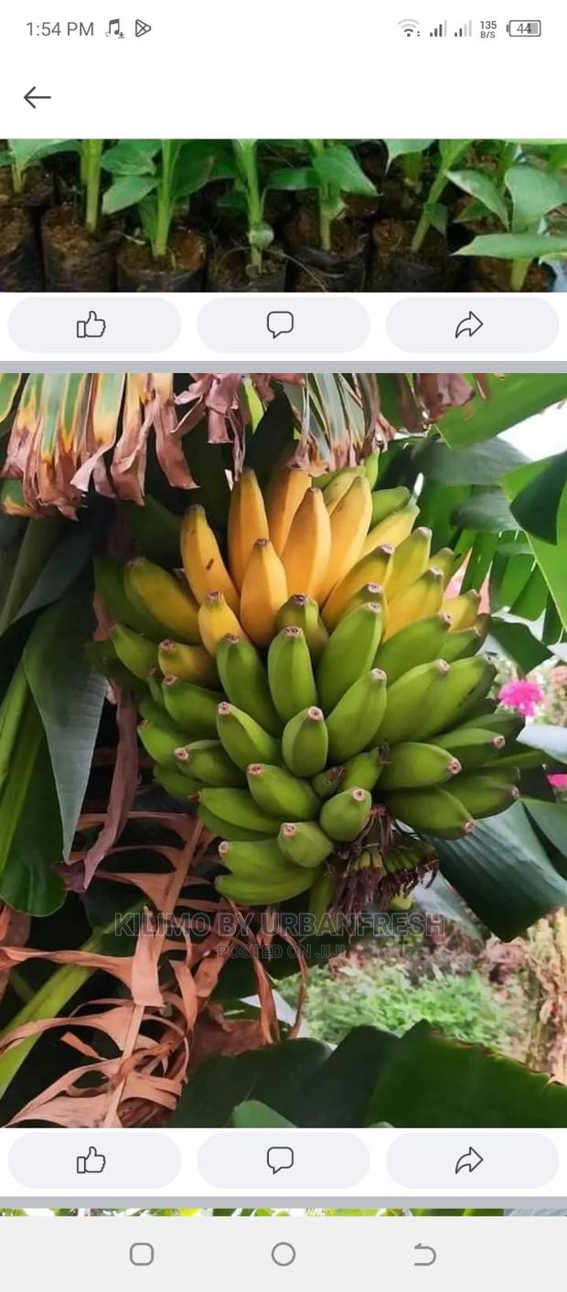 Banana Suckers Moq 5 - thumbnail 3