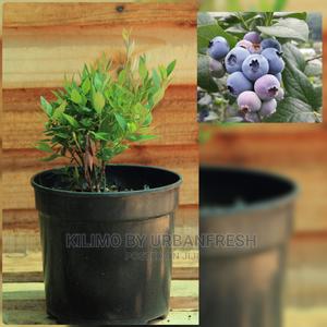 Blue Berries Fruit Seedling. - thumbnail 2
