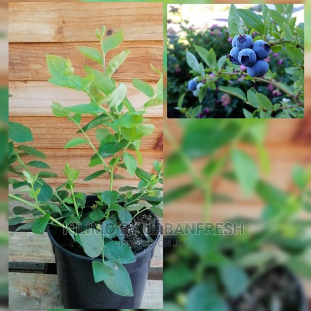 Blue Berries Fruit Seedling. - thumbnail 3