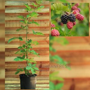 Blackberry Fruit Seedling Moq 5 - thumbnail 2