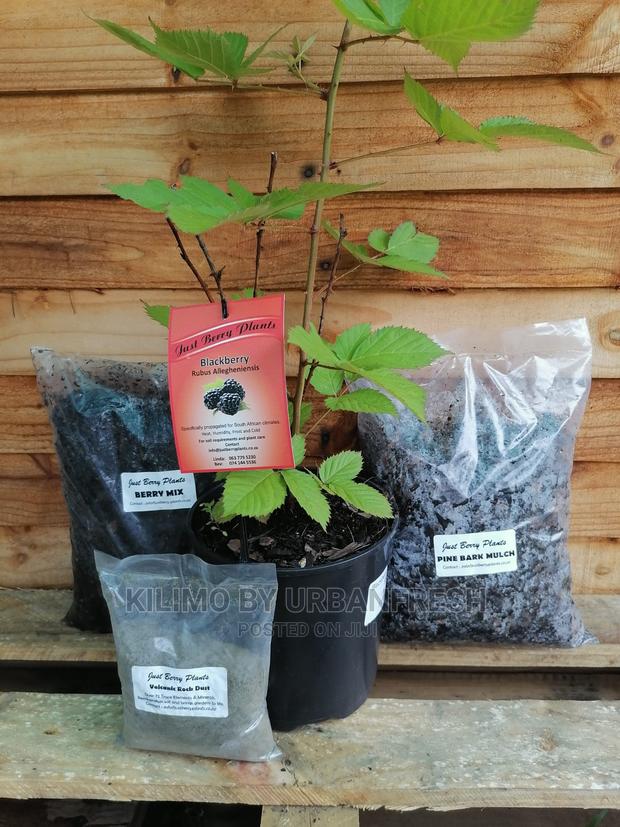 Blackberry Fruit Seedling Moq 5 - thumbnail 3