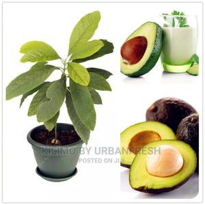 Fuerte Avocado Plant Seedling - thumbnail 2