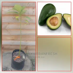 Fuerte Avocado Plant Seedling