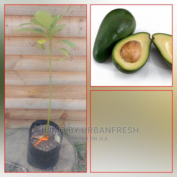 Fuerte Avocado Plant Seedling - thumbnail 3