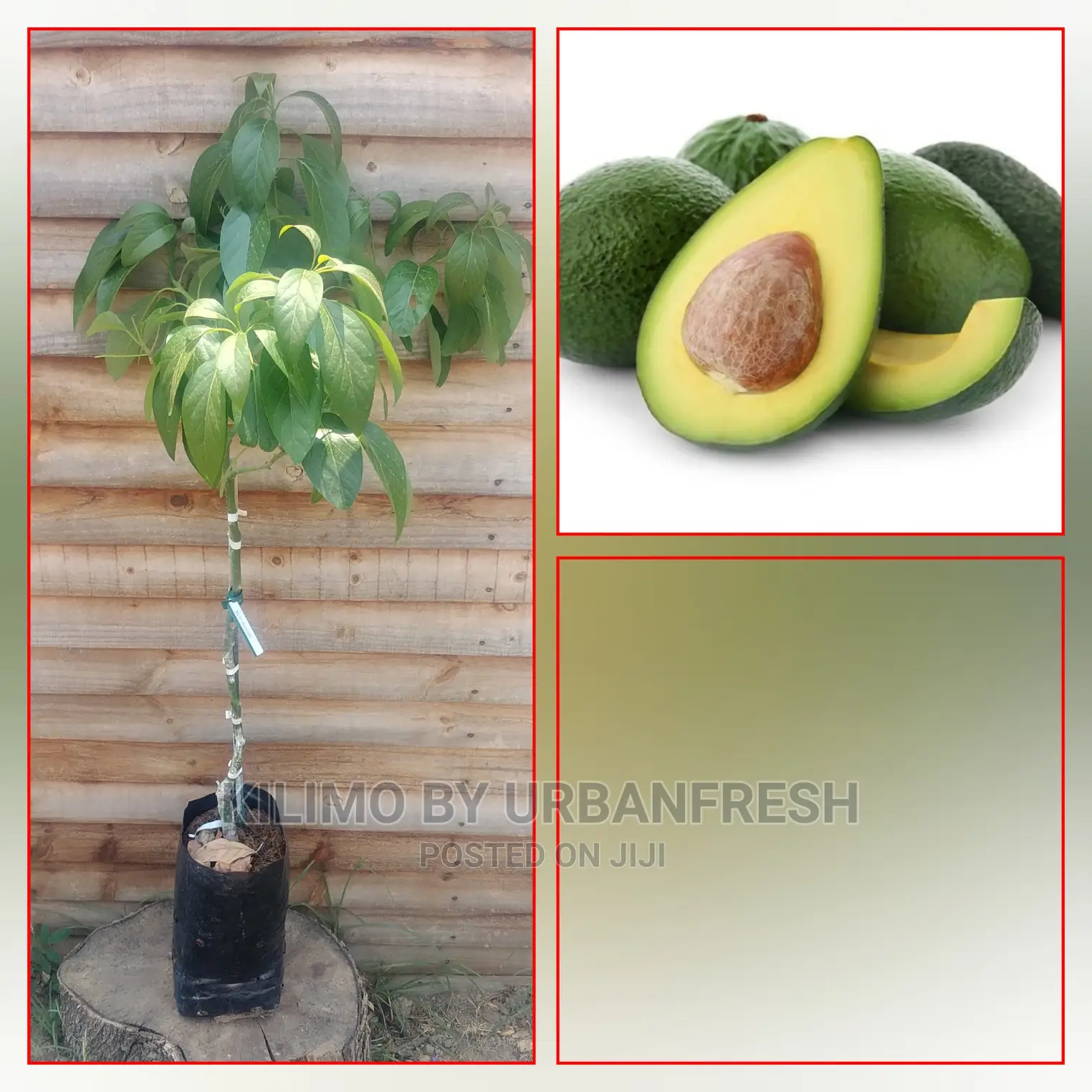 Fuerte Avocado Plant Seedling