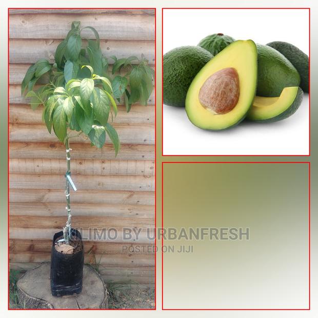 Fuerte Avocado Plant Seedling - thumbnail 4
