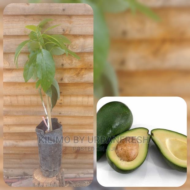 Fuerte Avocado Plant Seedling - thumbnail 5