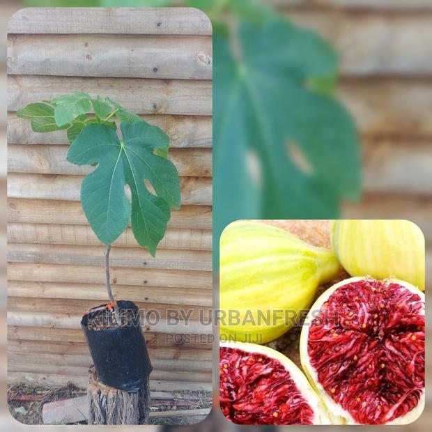 Fig Tree Fruit Seedling Moq5 - main view