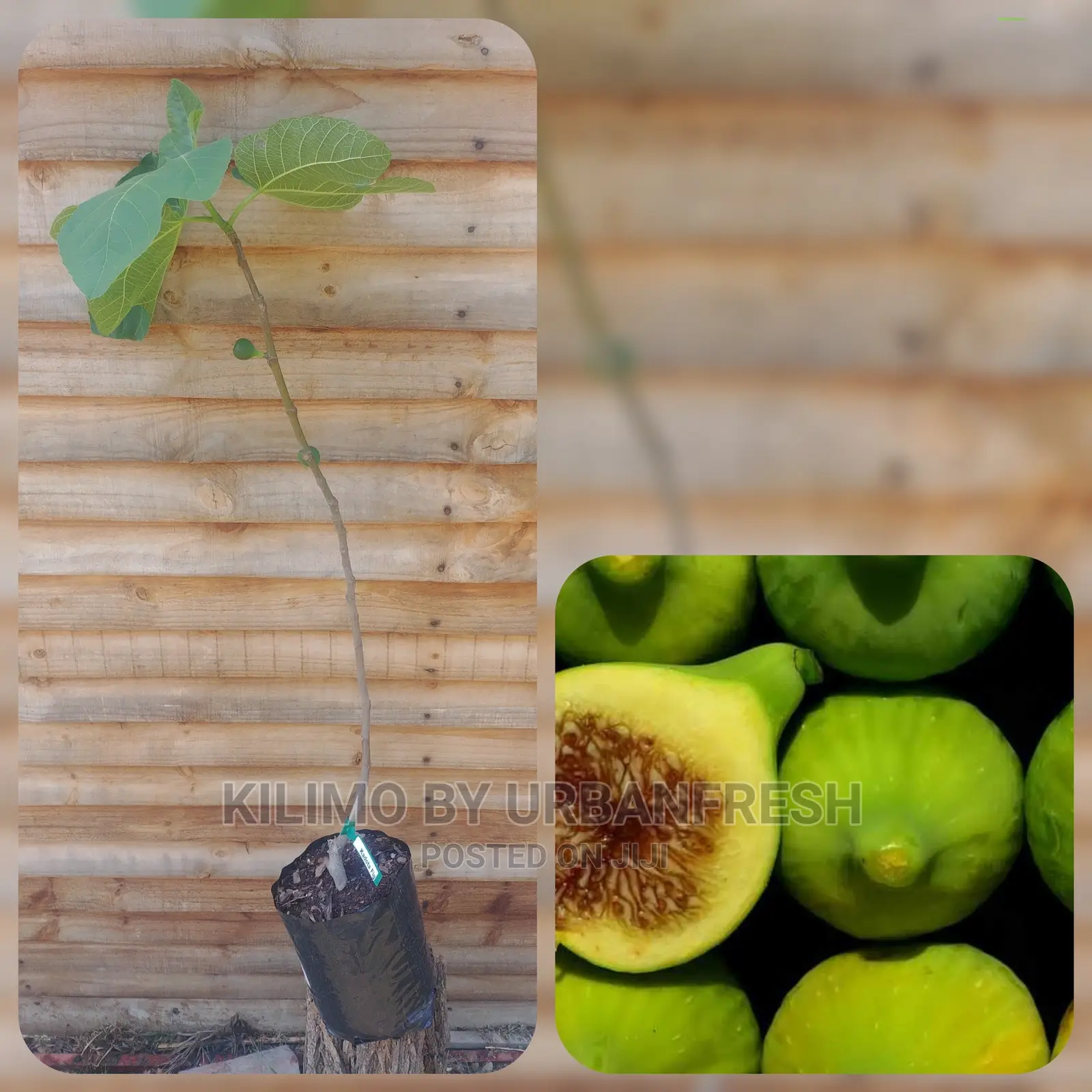 Fig Tree Fruit Seedling Moq5