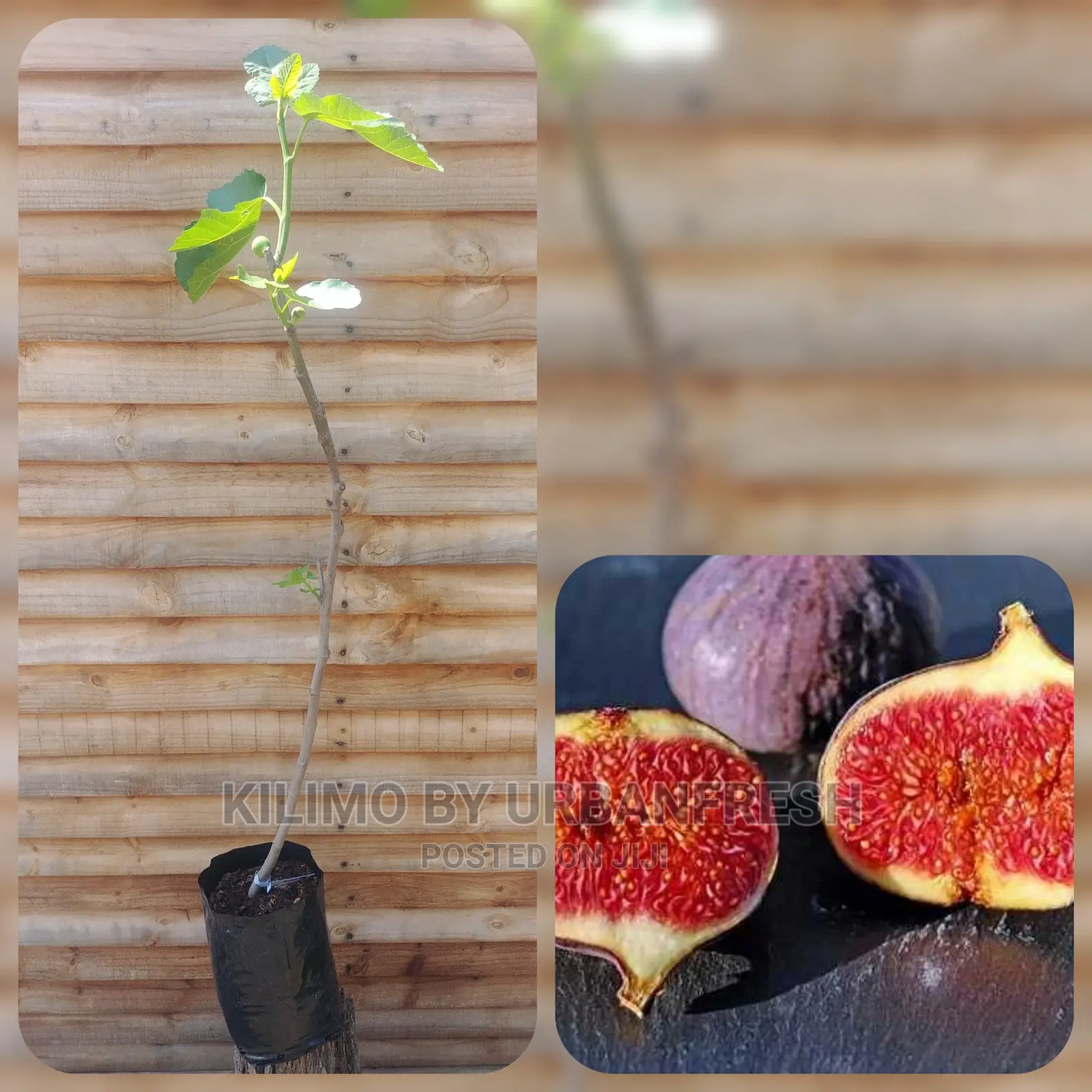 Fig Tree Fruit Seedling Moq5