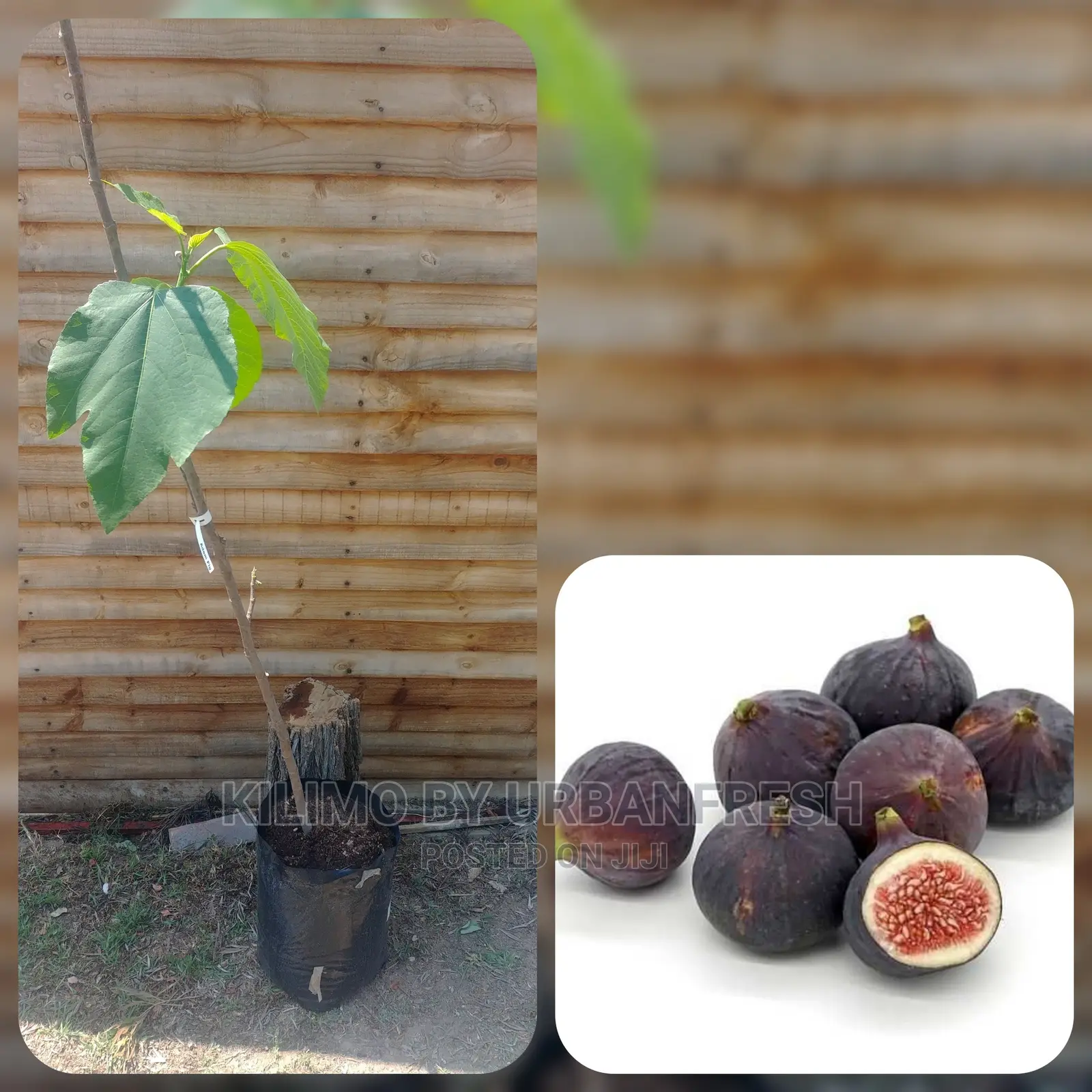 Fig Tree Fruit Seedling Moq5