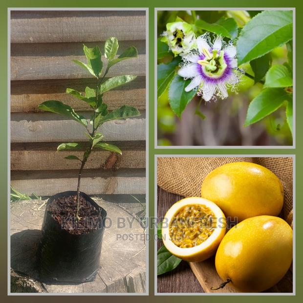 Giant Granadilla Passion Fruit Seedling Moq 5 - main view