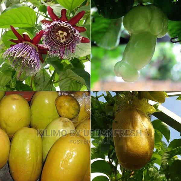Giant Granadilla Passion Fruit Seedling Moq 5 - thumbnail 3