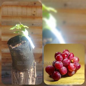 Grapes Fruit Seedling Moq 5 - thumbnail 2