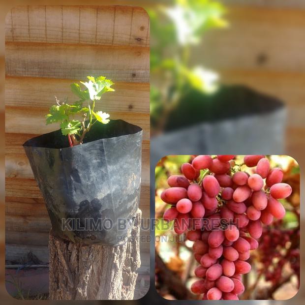 Grapes Fruit Seedling Moq 5 - thumbnail 3