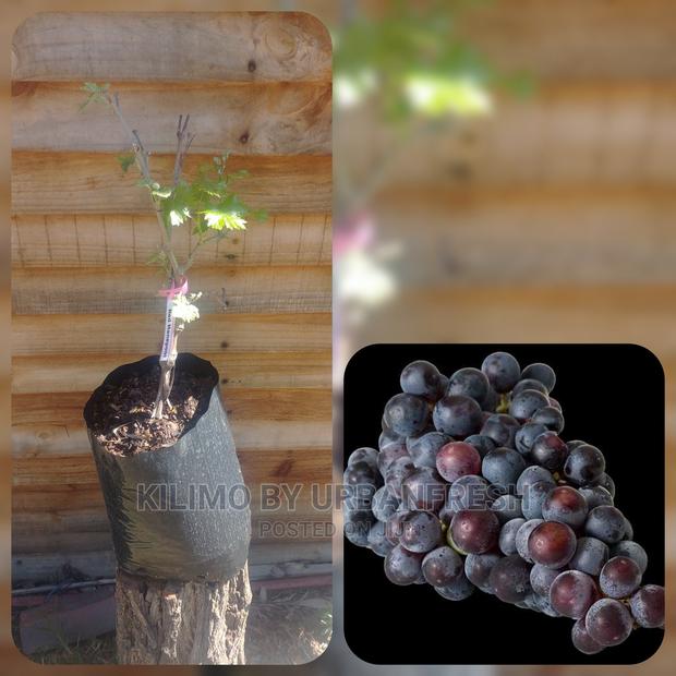 Grapes Fruit Seedling Moq 5 - thumbnail 4