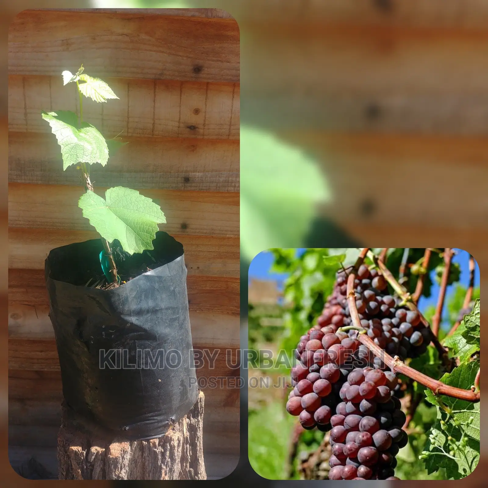 Grapes Fruit Seedling Moq 5