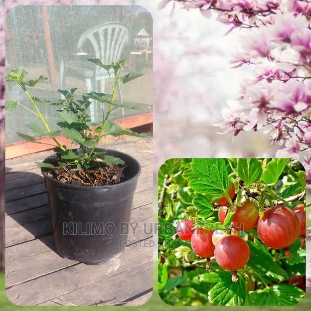 Gooseberry Fruit Seedling Moq 5 - thumbnail 3