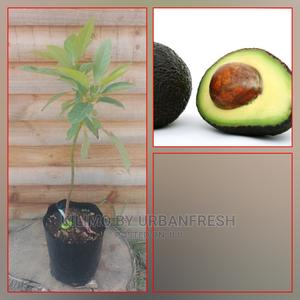 Hass Avocado Fruit Seedling Moq 5 - thumbnail 2