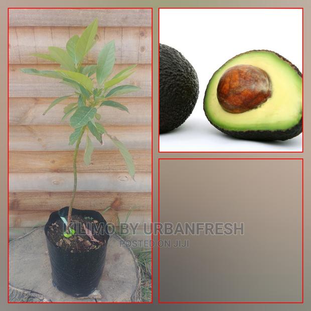 Hass Avocado Fruit Seedling Moq 5 - main view