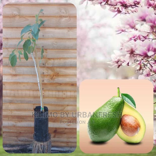 Hass Avocado Fruit Seedling Moq 5 - thumbnail 3