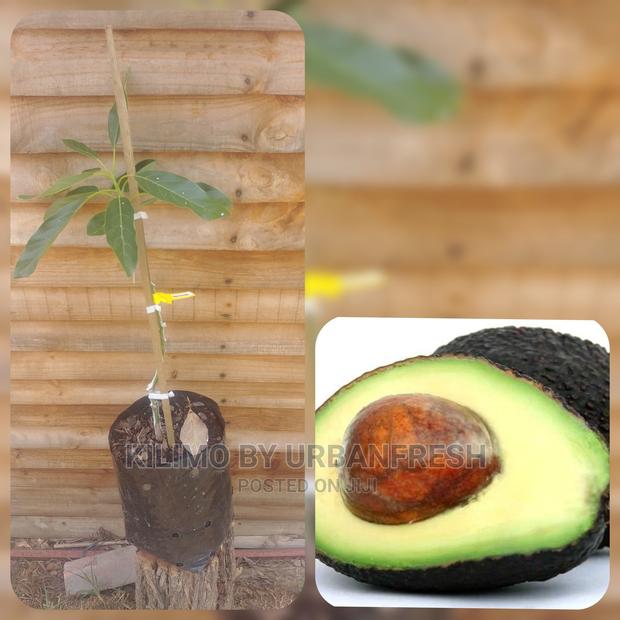 Hass Avocado Fruit Seedling Moq 5 - thumbnail 4