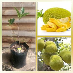 Jack Fruit Seedling Moq 5 - thumbnail 2