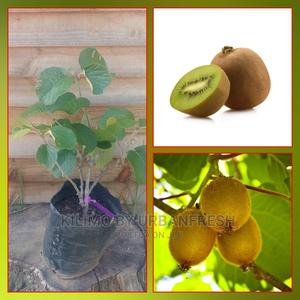 Kiwi Fruit Seedling Moq 5 - thumbnail 2
