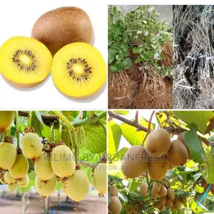 Kiwi Fruit Seedling Moq 5