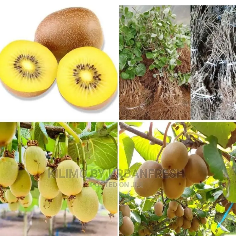 Kiwi Fruit Seedling Moq 5