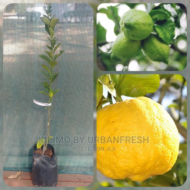 Lemon Fruit Seedling Moq 5 - main view