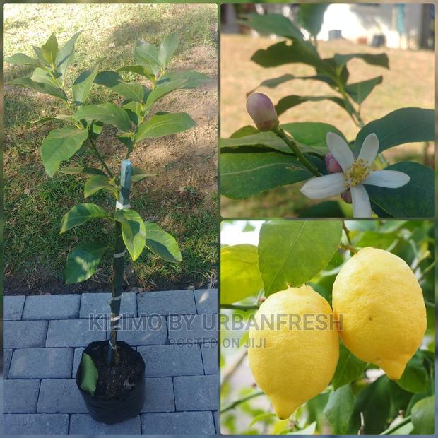 Lemon Fruit Seedling Moq 5 - thumbnail 3