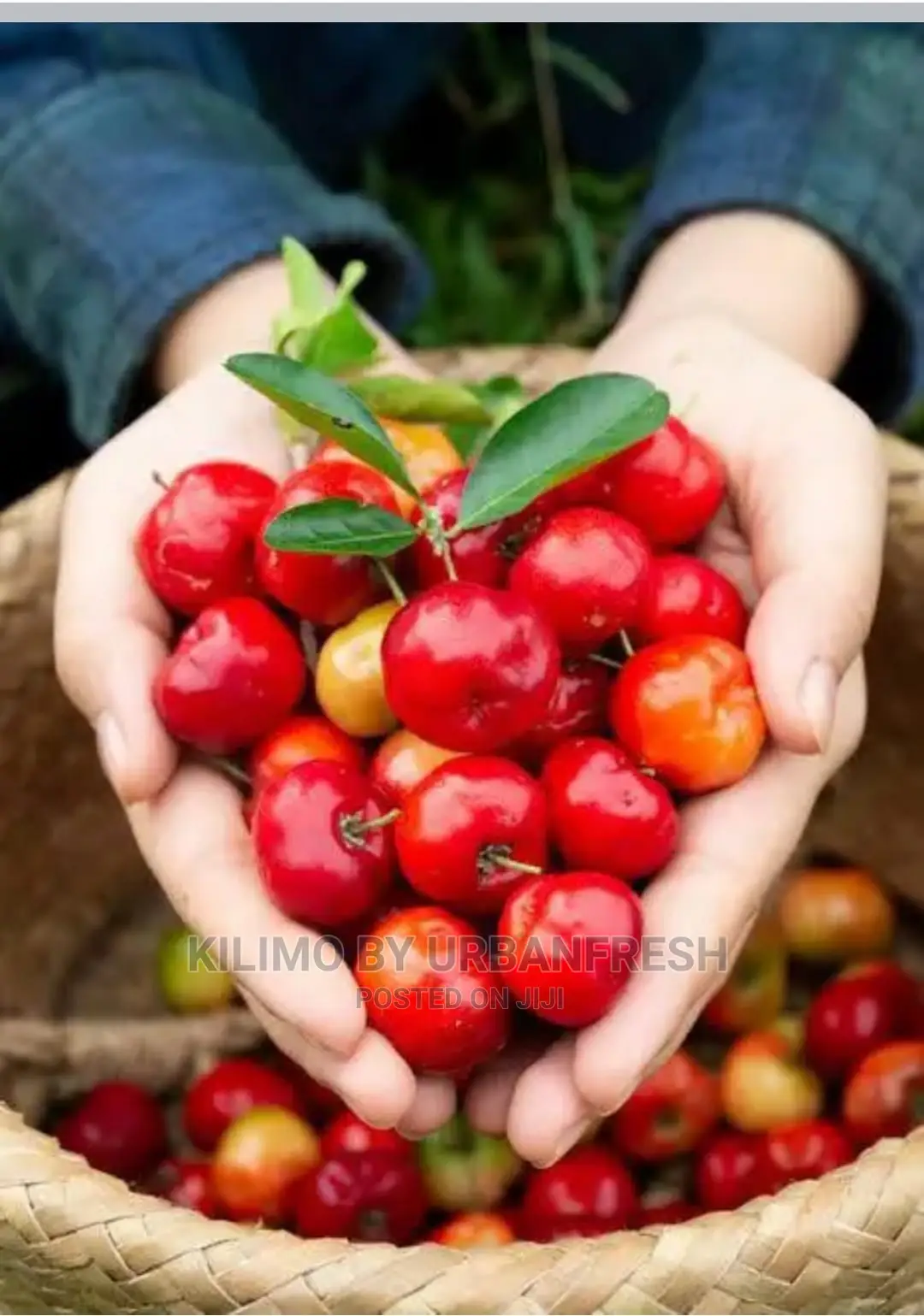 Baguio Pears Seedling