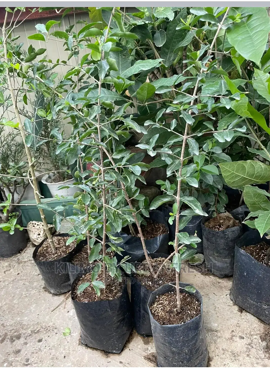 Baguio Pears Seedling