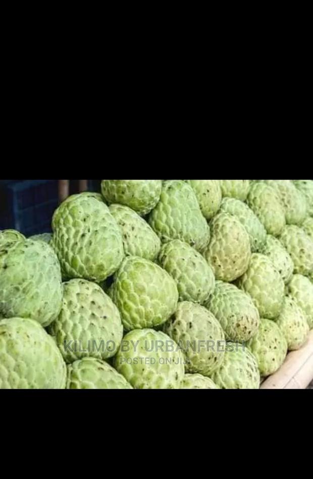 Custard Apple Seedling. Moq 10. - main view