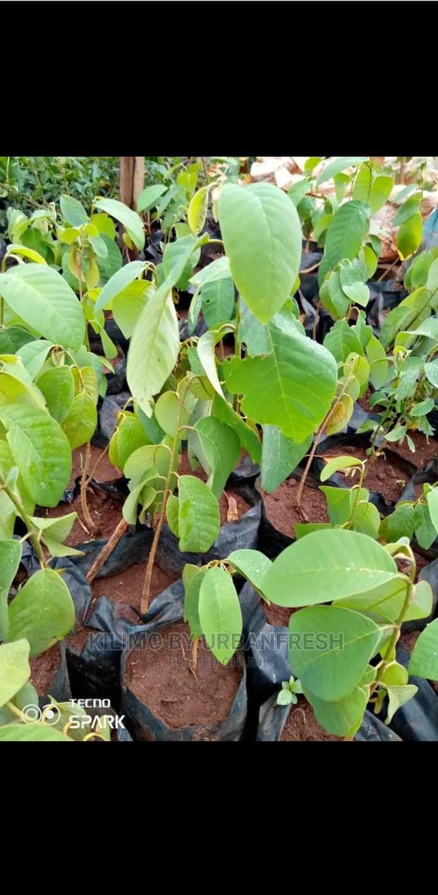 Custard Apple Seedling. Moq 10. - thumbnail 2