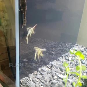 Young Angels Fish - thumbnail 2