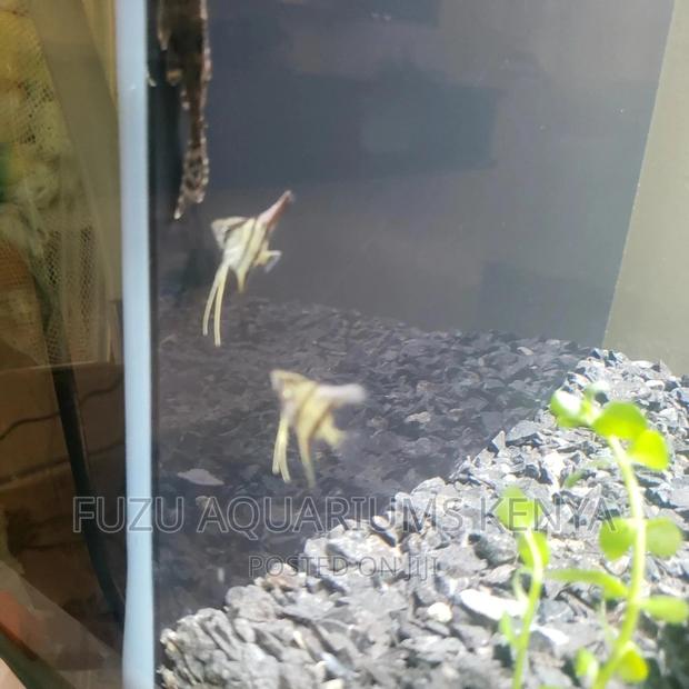 Young Angels Fish - main view