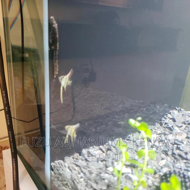 Young Angels Fish - thumbnail 3