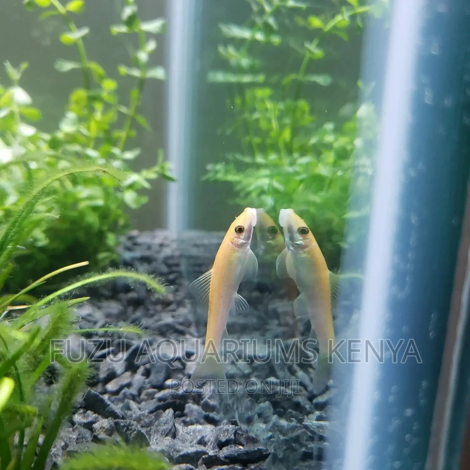Chinese Algea Eater Fish