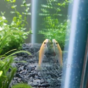 Chinese Algea Eater Fish - thumbnail 2