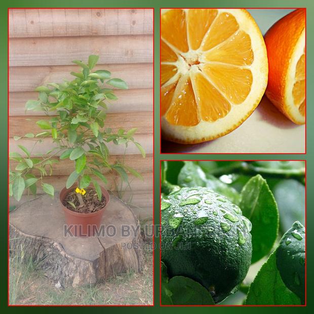 Meryer Lemon Moq 5 - main view