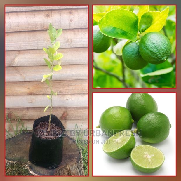 Lime Fruit Seedling Moq5 - main view