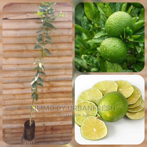 Lime Fruit Seedling Moq5 - thumbnail 3