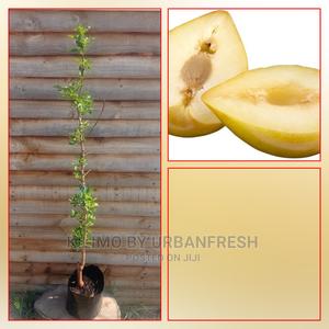 Loquats Fruit Seedling - thumbnail 2