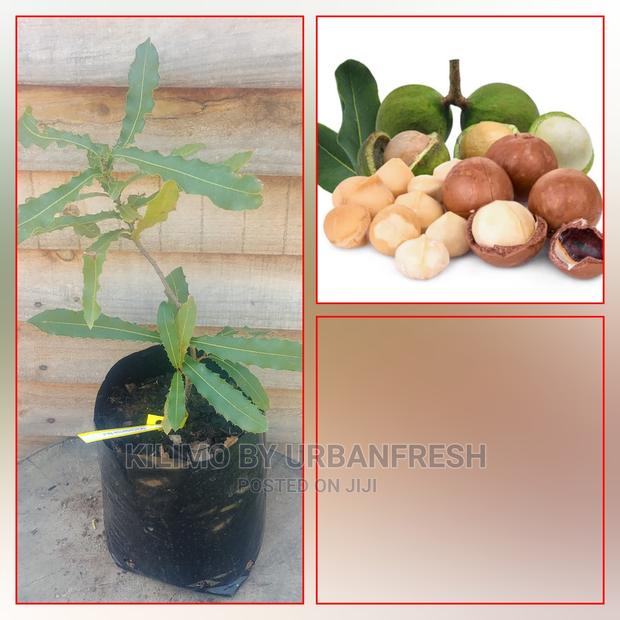 Macadamia Fruit Seedling Moq 5 - main view