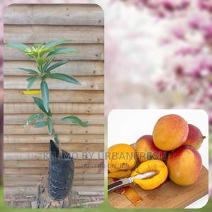 Mango Tree Seedling Moq5 - thumbnail 2